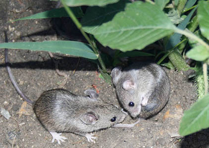 Mound building mice