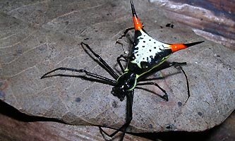 araignée colorée du Brésil