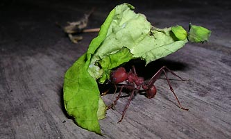 fourmi Atta transportant un morceau de feuille