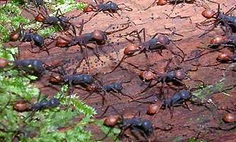 Ecitons, les fourmis légionnaires