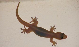Gecko au plafond des habitations, Guyane 