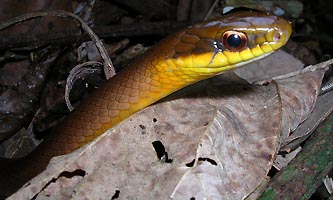 serpent du Brésil